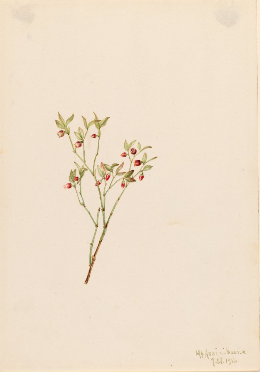 松鸡胡枝子（Vaccinum scoparium） 作者 玛丽·沃克斯·沃尔科特