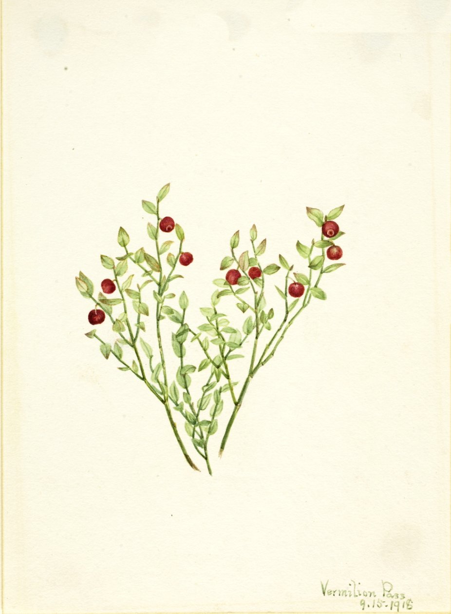 Grouse Whortleberry Vaccinium scoparium, 1918. 作者 玛丽·沃克斯·沃尔科特