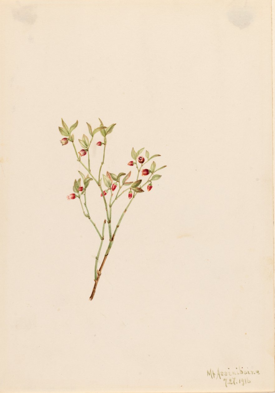 Grouse Whortleberry Vaccinum scoparium, 1916. 作者 玛丽·沃克斯·沃尔科特