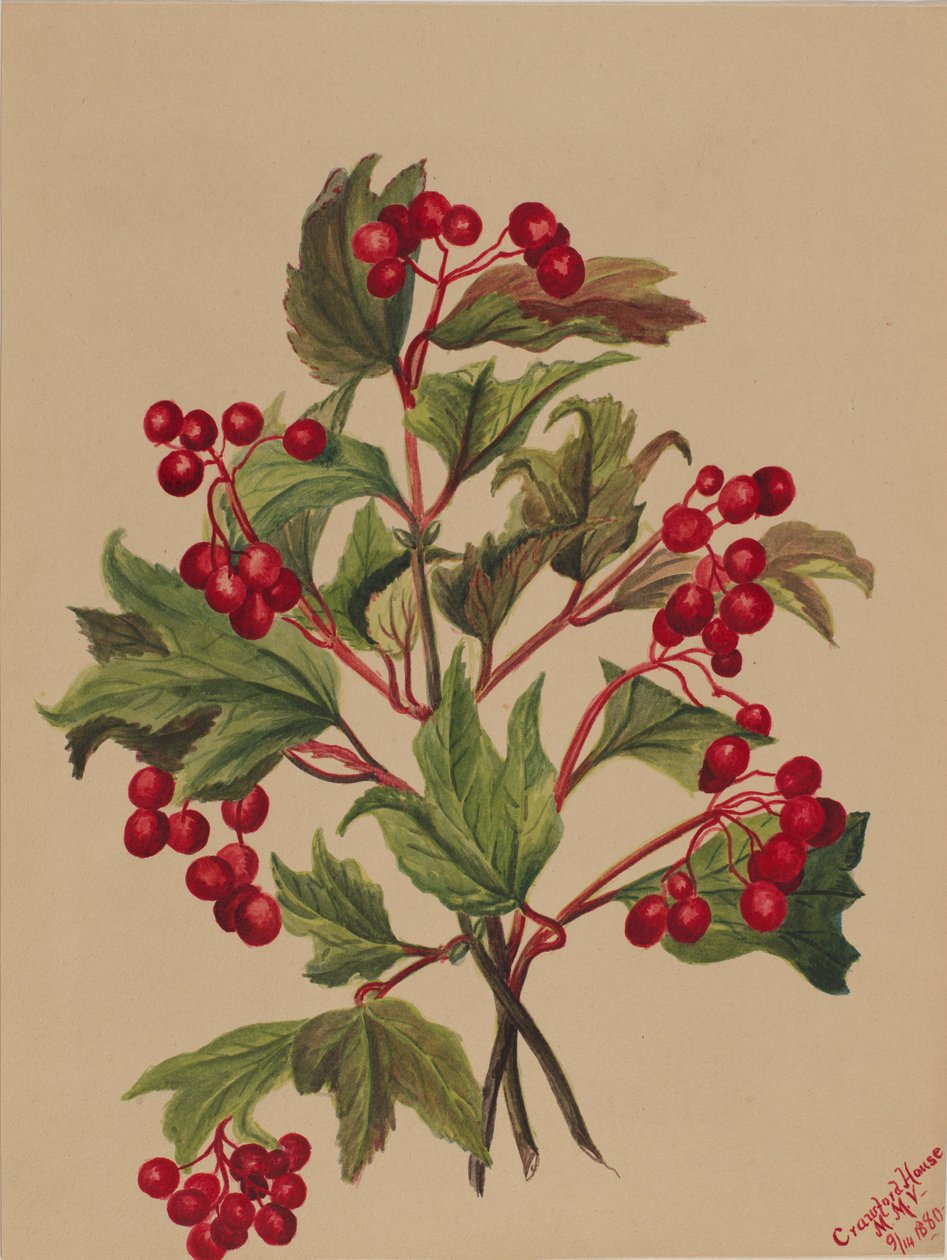 Grouseberry Viburnum americanum, 1880. 作者 玛丽·沃克斯·沃尔科特