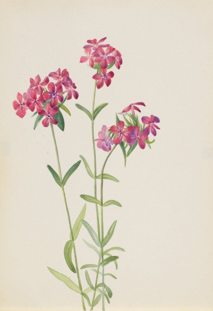 毛茸茸的Phlox Phlox amoena，约1930年代初。 作者 玛丽·沃克斯·沃尔科特