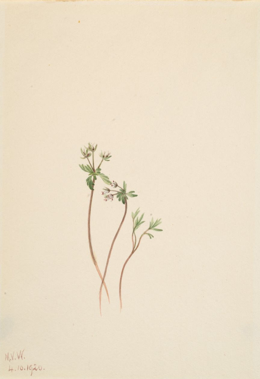 Harbinger of Spring Erigenia bulbosa, 1920. 作者 玛丽·沃克斯·沃尔科特