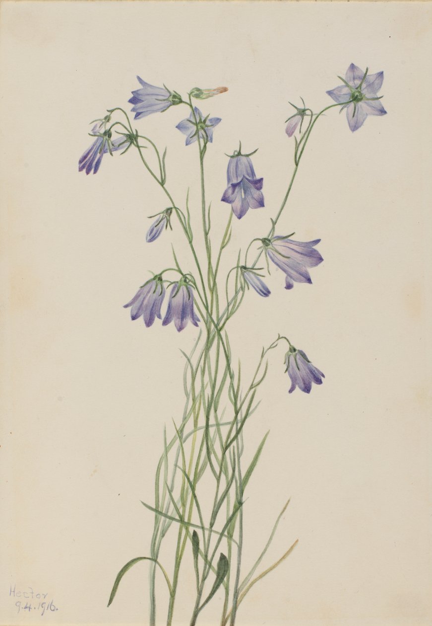 Harebell Campanula rotundifolia, 1916. 作者 玛丽·沃克斯·沃尔科特