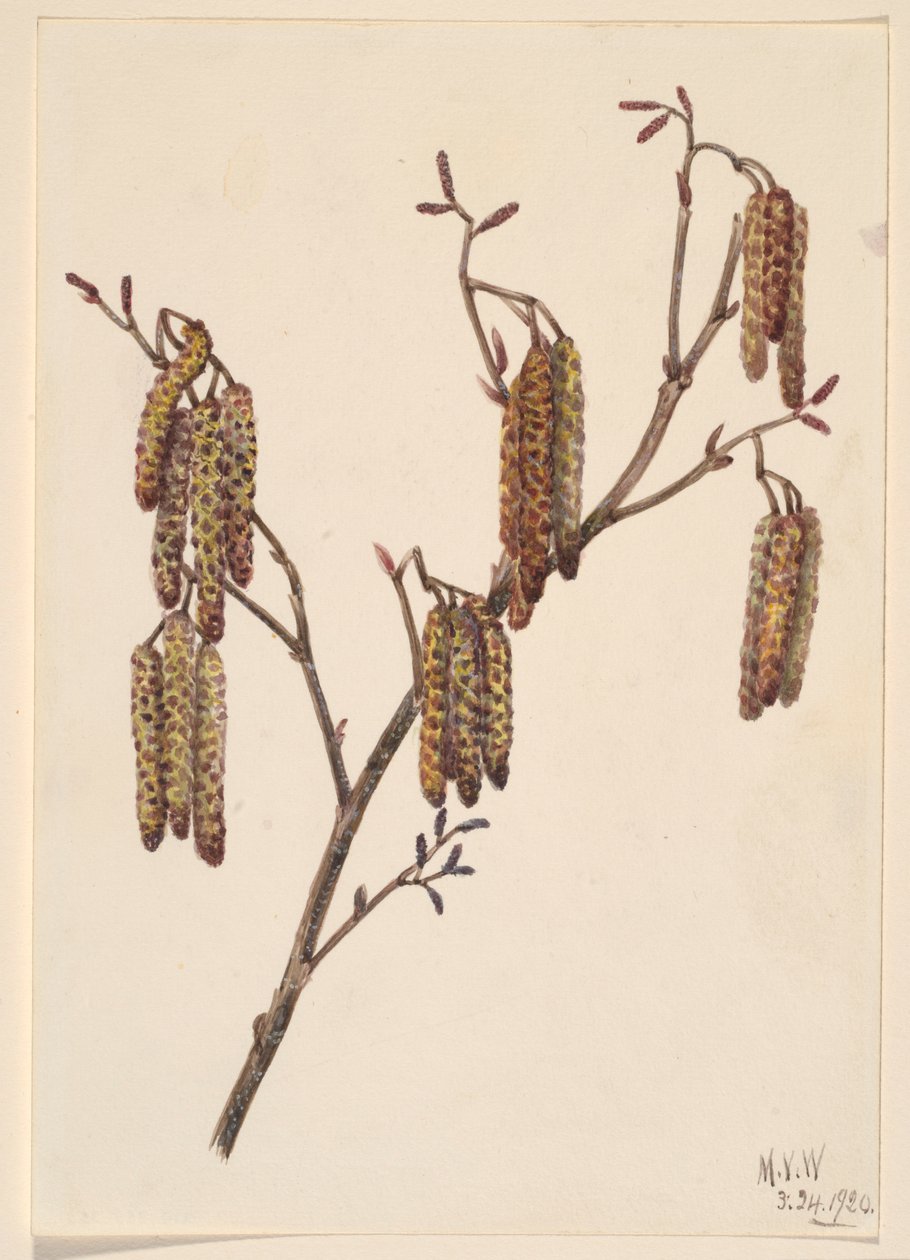 榛桤木（Alnus regosa） 作者 玛丽·沃克斯·沃尔科特