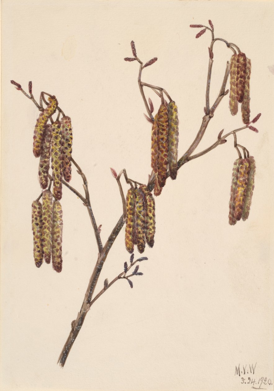 Hazel Alder Alnus regosa, 1920. 作者 玛丽·沃克斯·沃尔科特