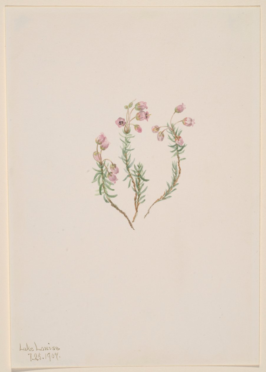 石南花（Phyllodoce intermedia） 作者 玛丽·沃克斯·沃尔科特