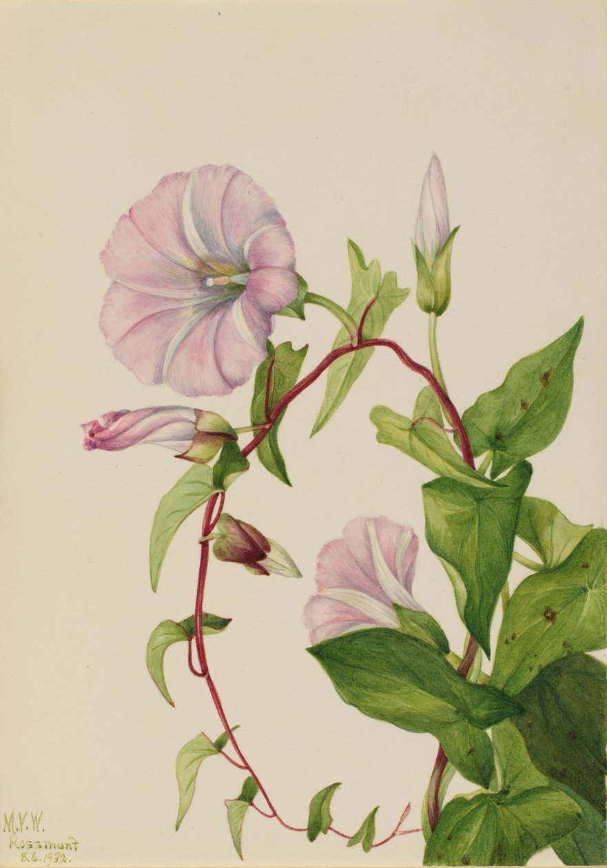 篱笄草（Calystegia (Convolvulus) sepium) 作者 玛丽·沃克斯·沃尔科特