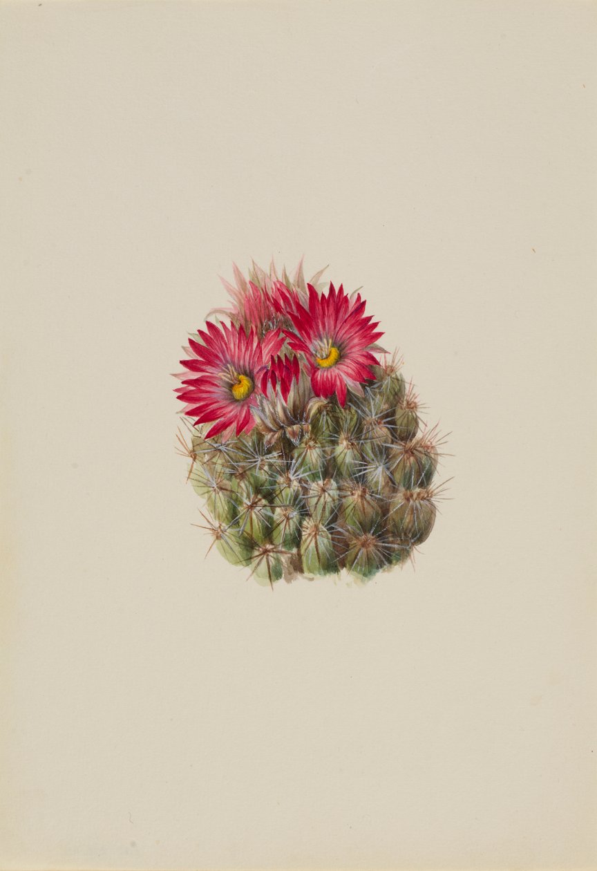 刺猬仙人掌（Coryphantha arizonica） 作者 玛丽·沃克斯·沃尔科特