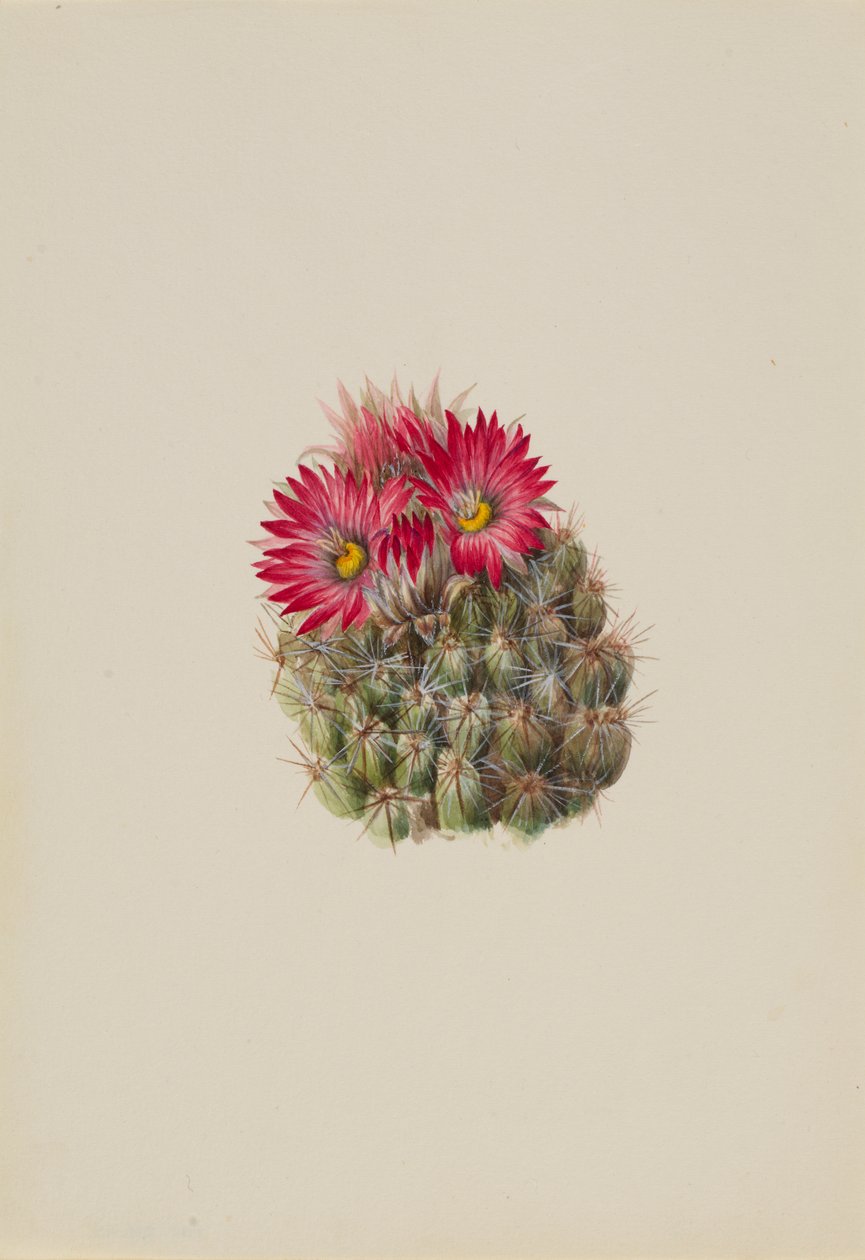 刺猬仙人掌 Coryphantha arizonica, 1933. 作者 玛丽·沃克斯·沃尔科特
