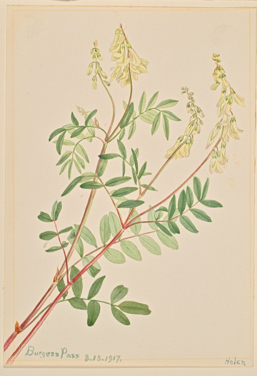 Hedysarum Hedysarum sulphurescens, 1917. 作者 玛丽·沃克斯·沃尔科特