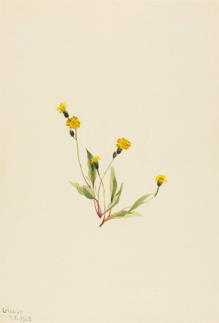 Heieracium gracile, 1903. 作者 玛丽·沃克斯·沃尔科特