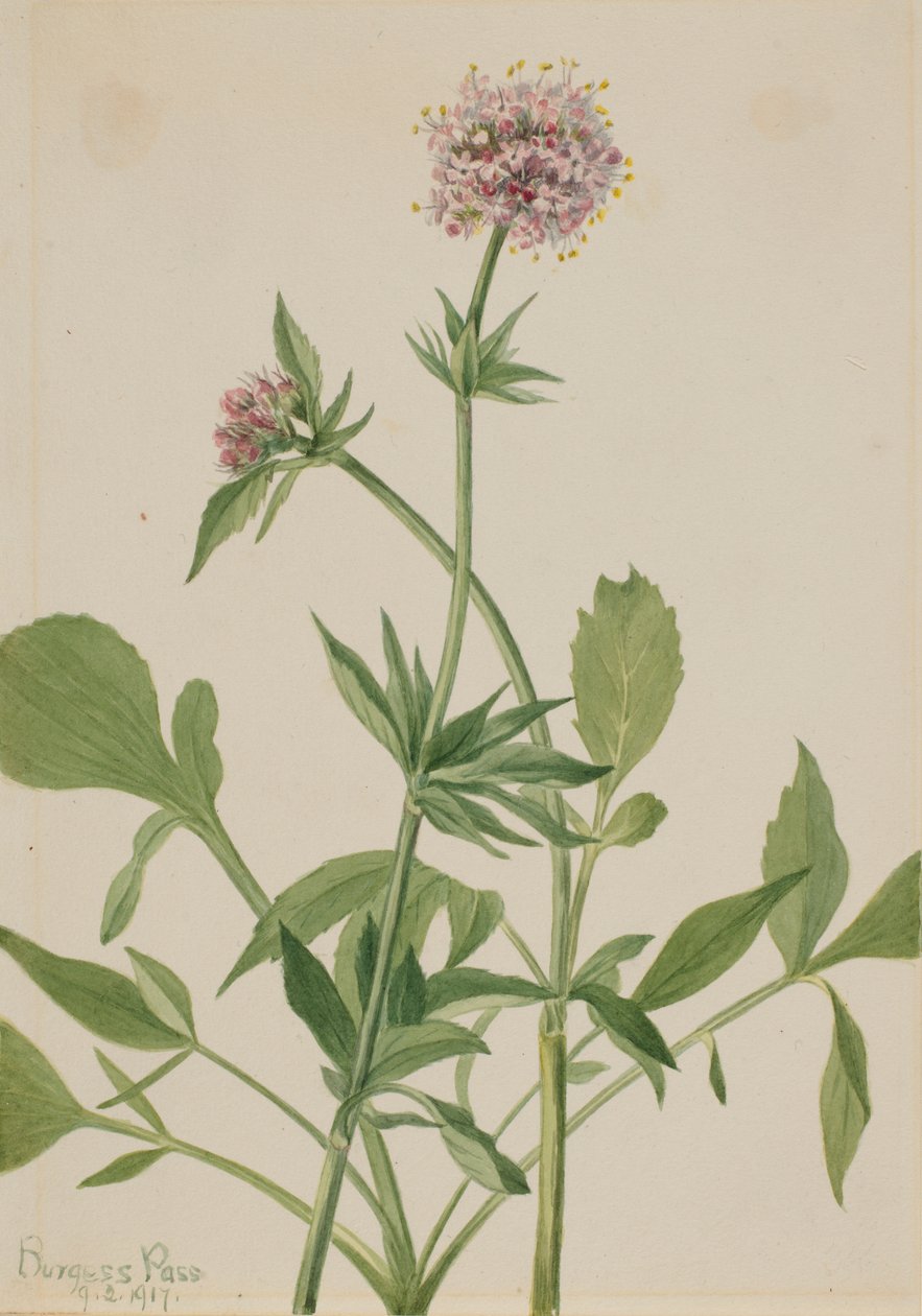 Heliotrope Valerian（缬草） 作者 玛丽·沃克斯·沃尔科特