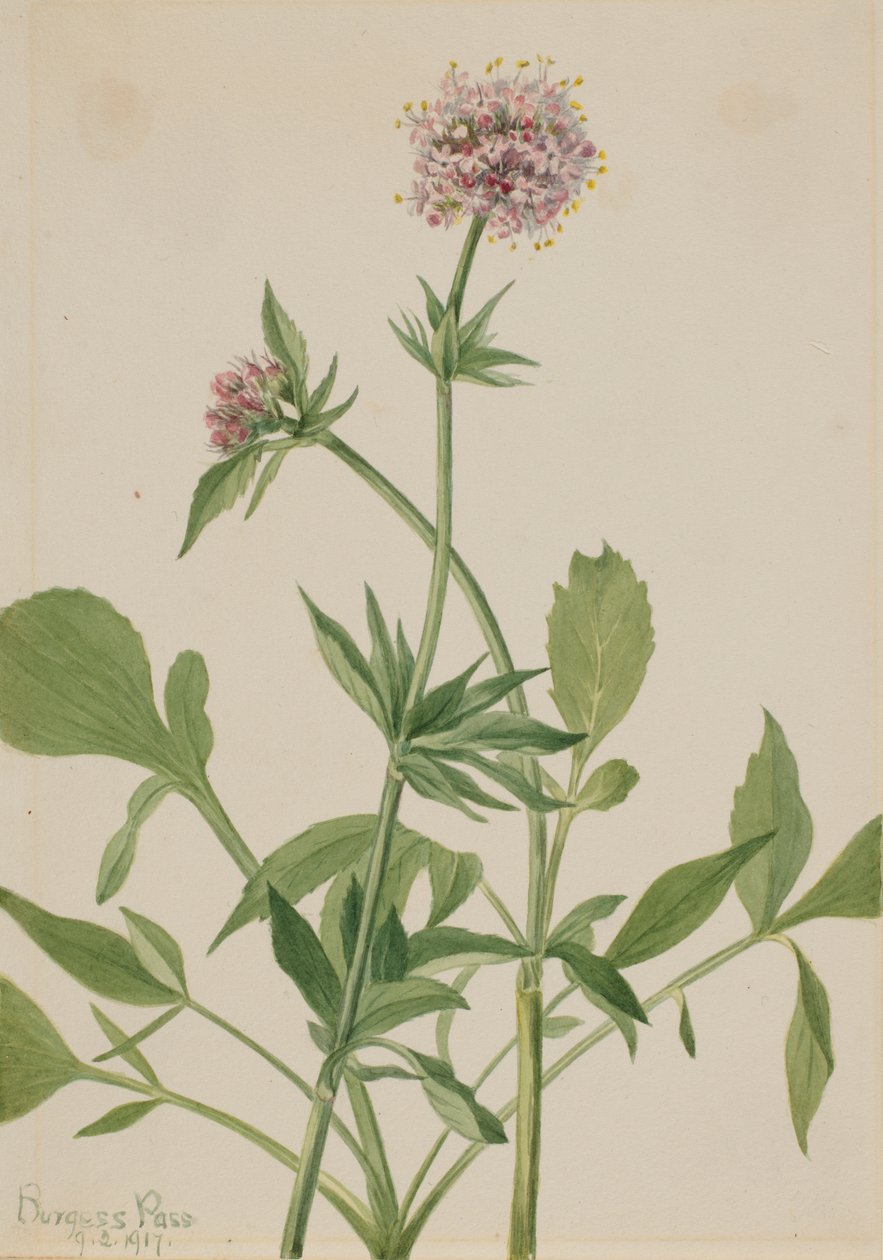 Heliotrope Valerian Valeriana sitchensis，1917。 作者 玛丽·沃克斯·沃尔科特