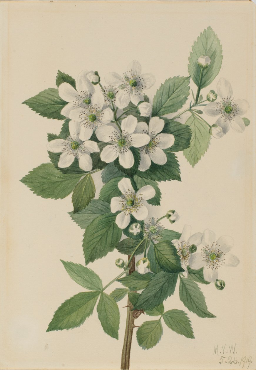 高丛黑莓（Rubus argutus） 作者 玛丽·沃克斯·沃尔科特