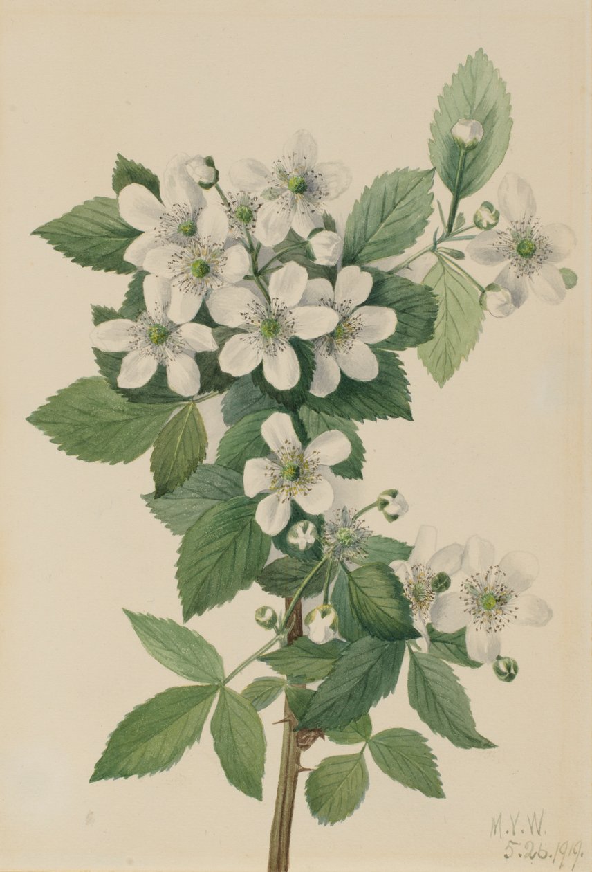 高丛黑莓 Rubus argutus, 1919. 作者 玛丽·沃克斯·沃尔科特