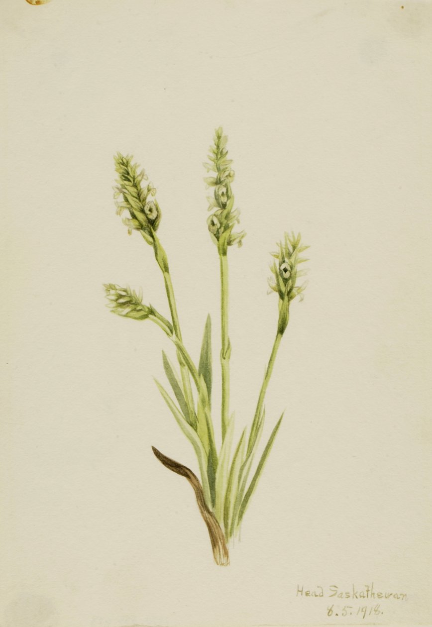 连帽的女士们--Tresses Ibidium strictum, 1918. 作者 玛丽·沃克斯·沃尔科特
