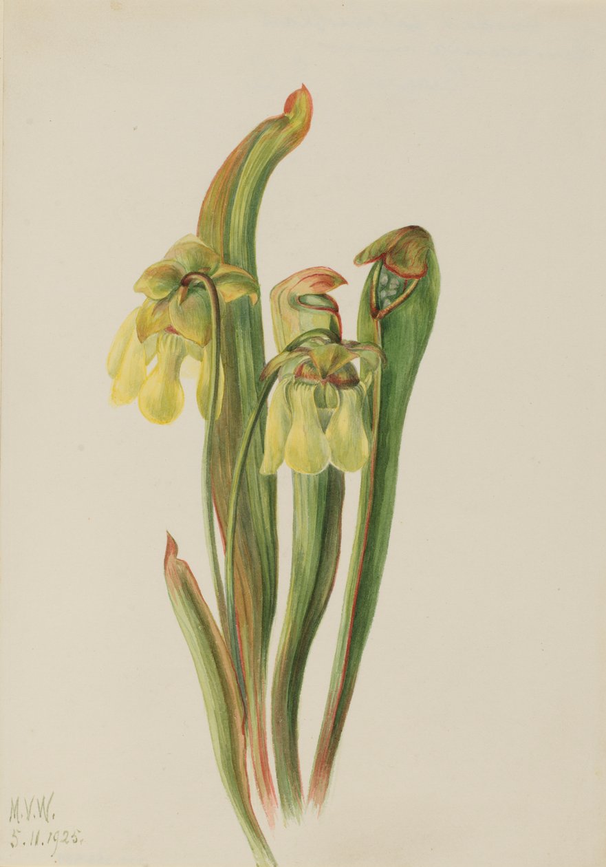 带帽垂盆草（Sarracenia minor） 作者 玛丽·沃克斯·沃尔科特