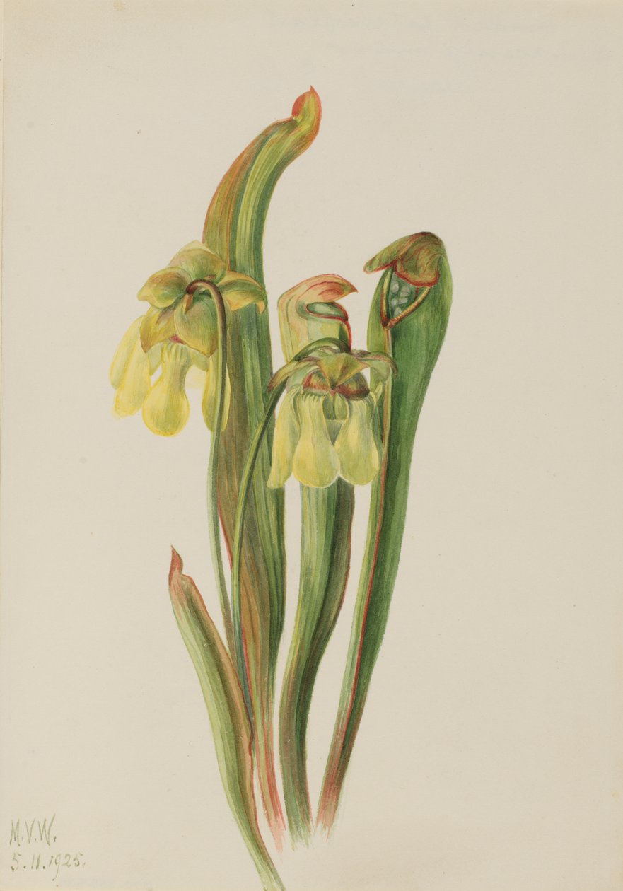 Hooded Pitcherplant Sarracenia minor, 1925. 作者 玛丽·沃克斯·沃尔科特