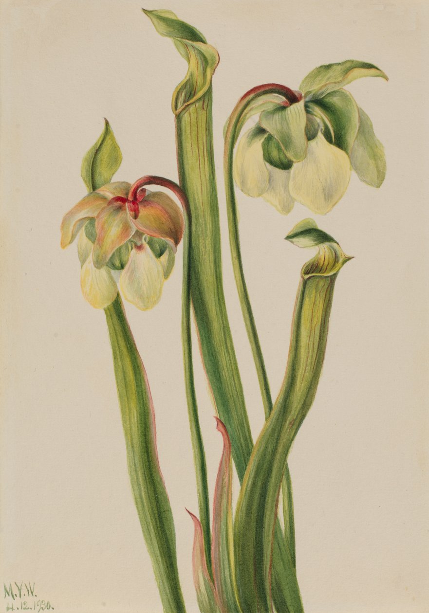 杂交投手植物 Sarracenia minor, 1930. 作者 玛丽·沃克斯·沃尔科特