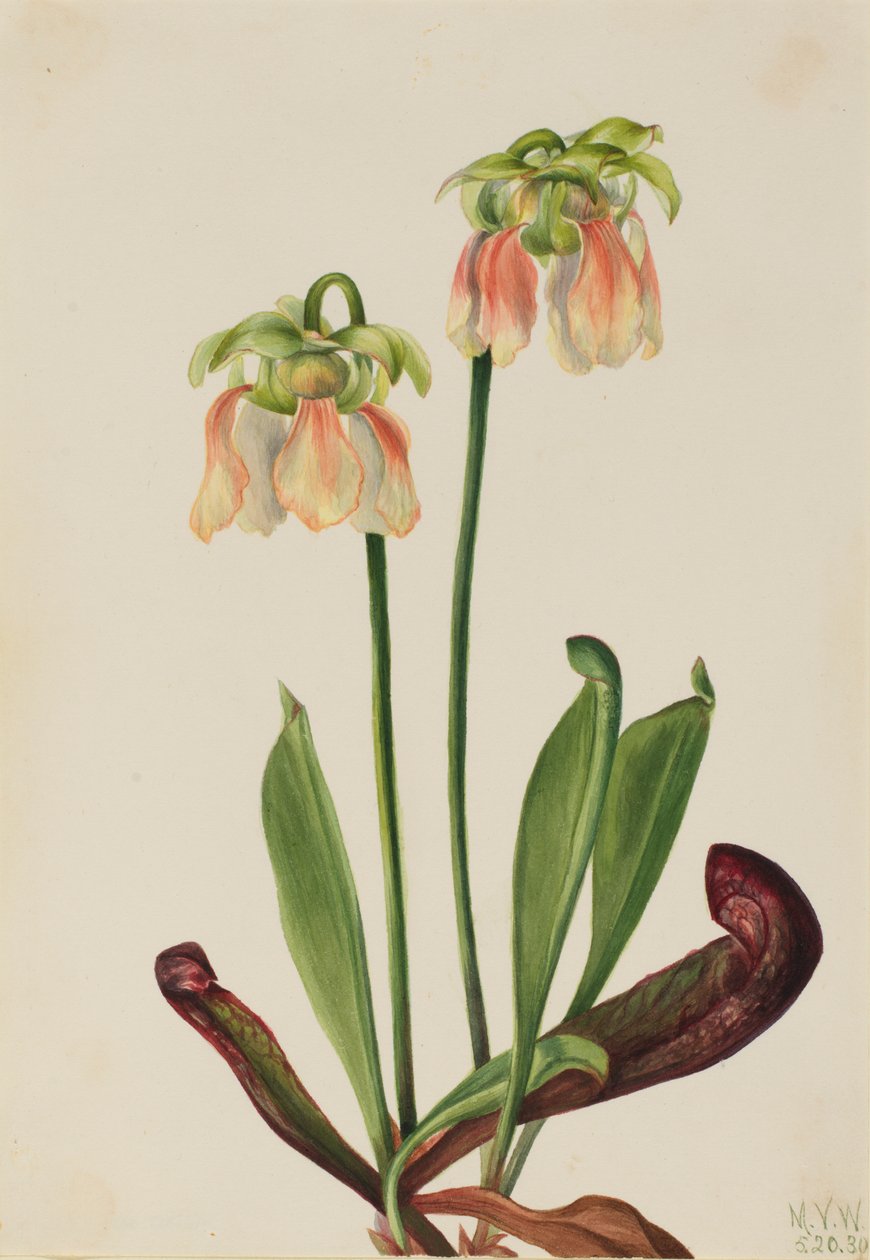 杂交投手植物 Sarracenia minor x psittacina, 1930. 作者 玛丽·沃克斯·沃尔科特