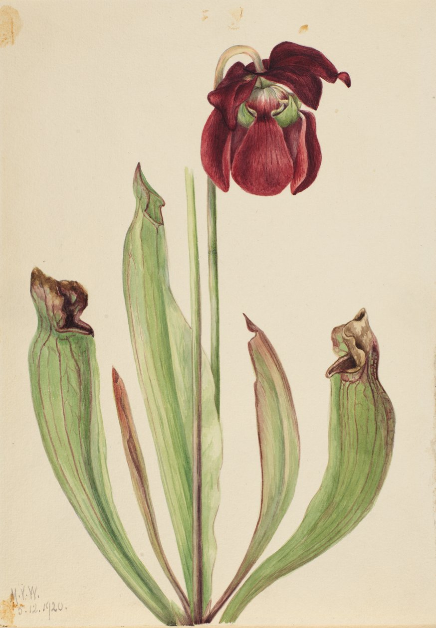 Hybrid Pitcherplant Sarracenia rubra xs purpurea venosa, 1920. 作者 玛丽·沃克斯·沃尔科特