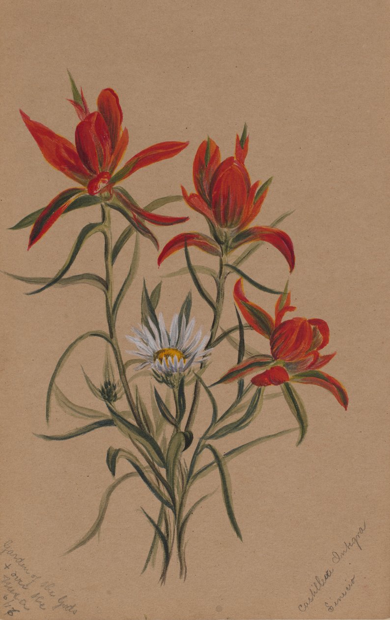 印度画眉草（Castilleja rhexifolia） 作者 玛丽·沃克斯·沃尔科特