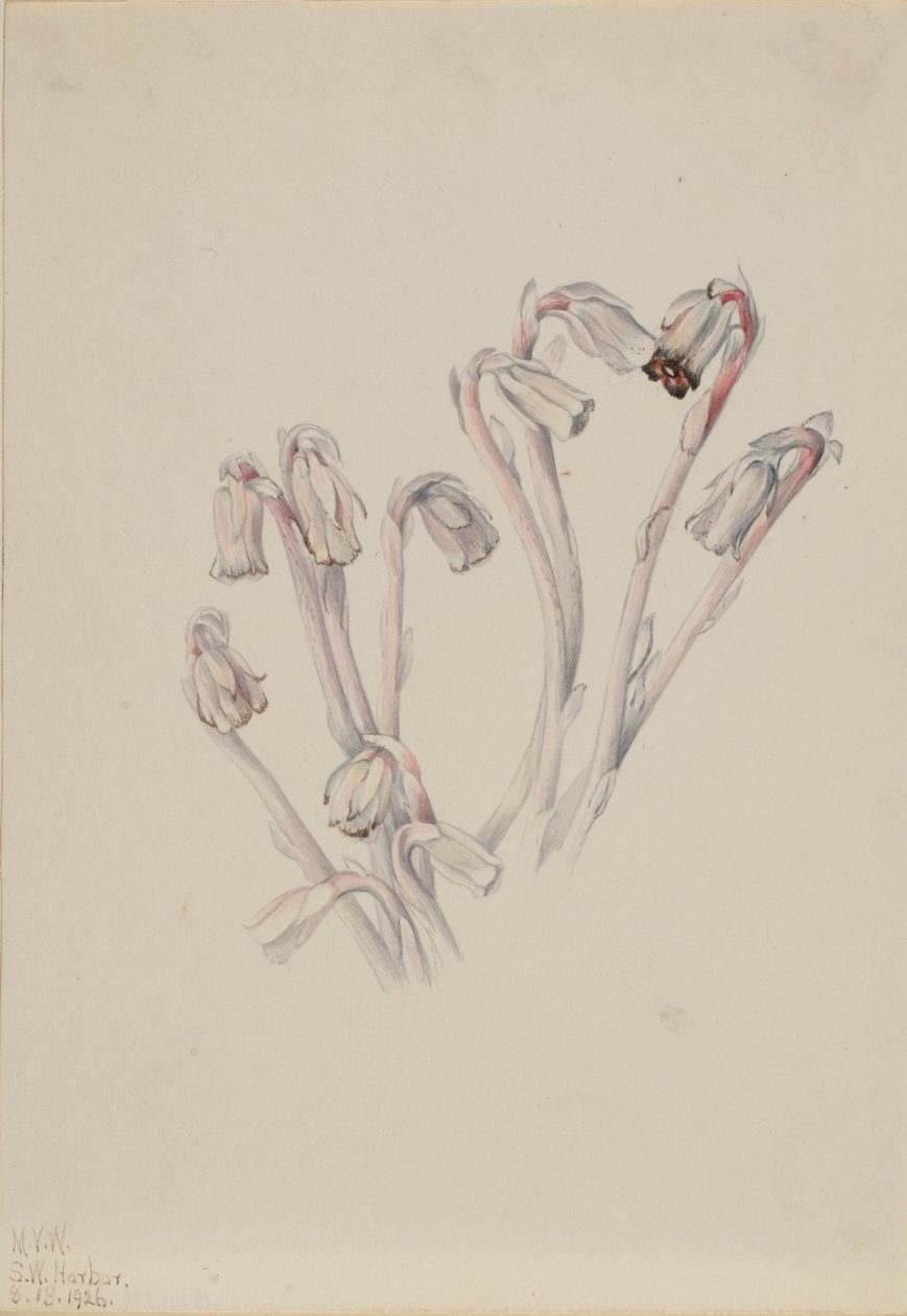印度琵琶（Monotropa uniflora） 作者 玛丽·沃克斯·沃尔科特