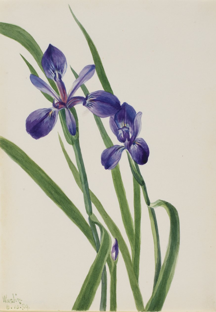 鸢尾花 Iris species, 1939. 作者 玛丽·沃克斯·沃尔科特