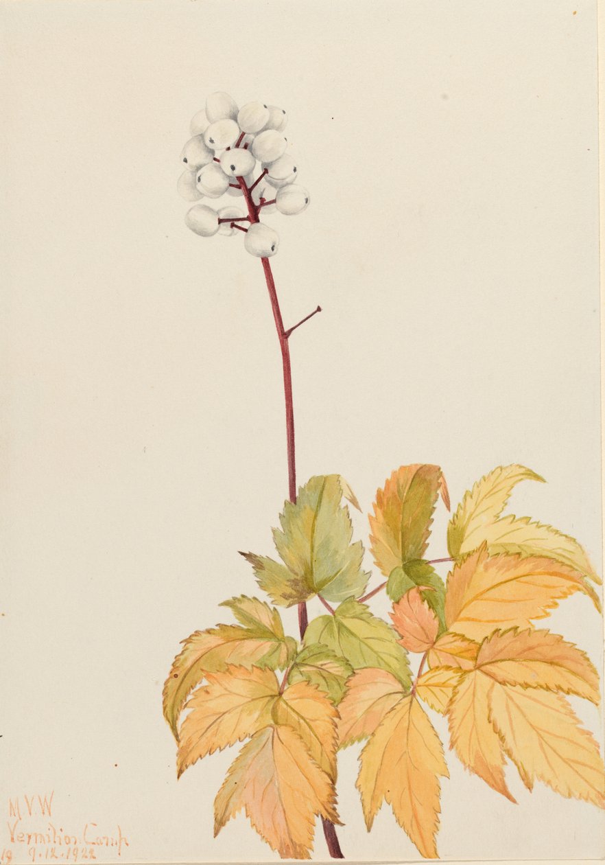 象牙山莓（Actaea arguta） 作者 玛丽·沃克斯·沃尔科特