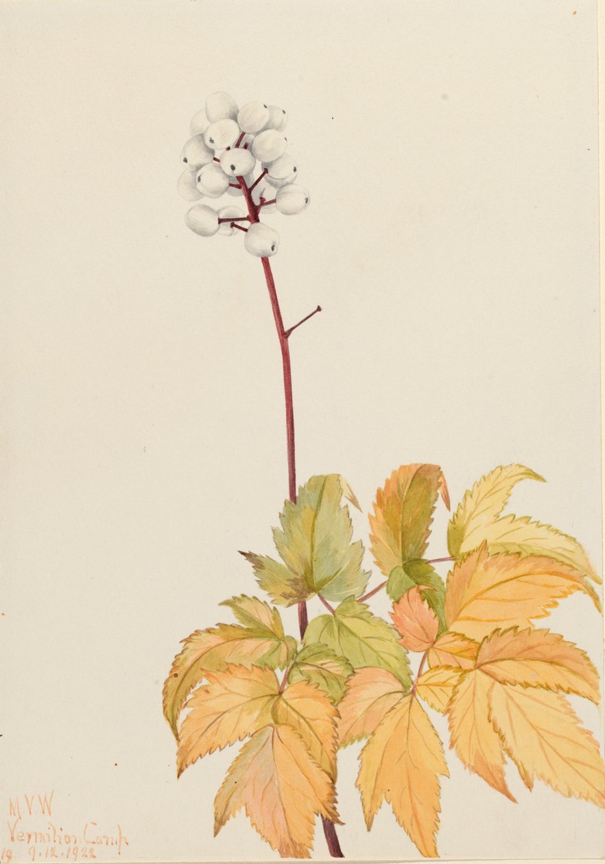 Ivory Baneberry Actaea arguta, 1922. 作者 玛丽·沃克斯·沃尔科特