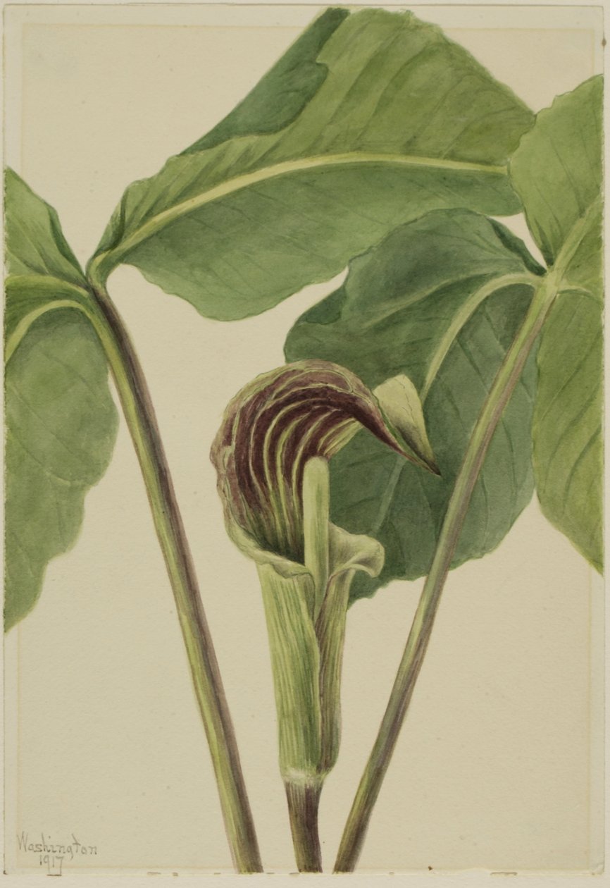 积雪草（Arisaema triphyllum） 作者 玛丽·沃克斯·沃尔科特