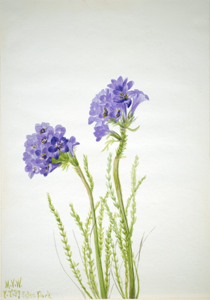 雅各布天梯（Polemonium viscosum） 作者 玛丽·沃克斯·沃尔科特