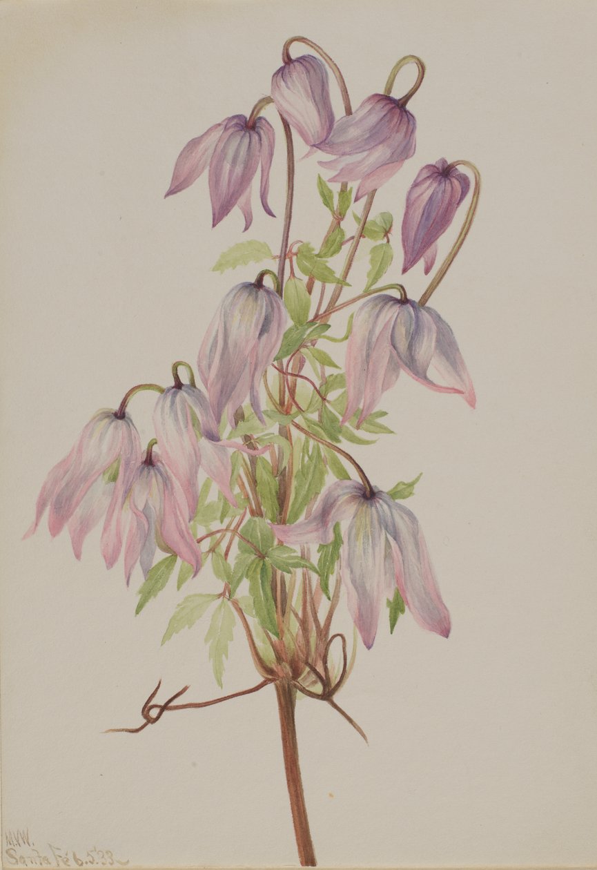 Jicarilla Clematis pseudoalpina, 1933. 作者 玛丽·沃克斯·沃尔科特