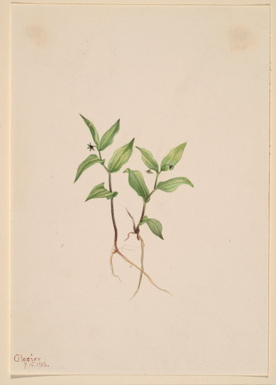 麒麟菜（Kruhsea streptopoides） 作者 玛丽·沃克斯·沃尔科特