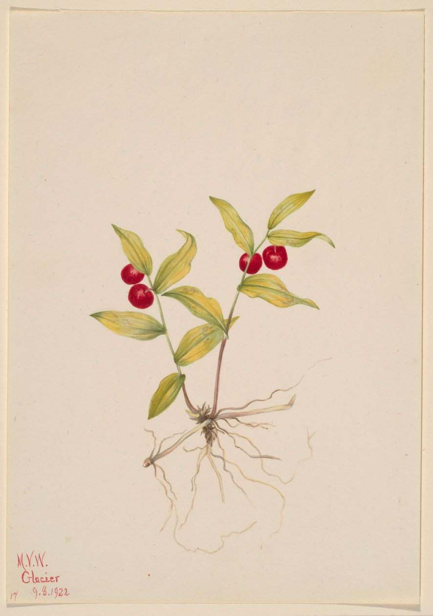 麒麟菜（Kruhsea streptopoides） 作者 玛丽·沃克斯·沃尔科特