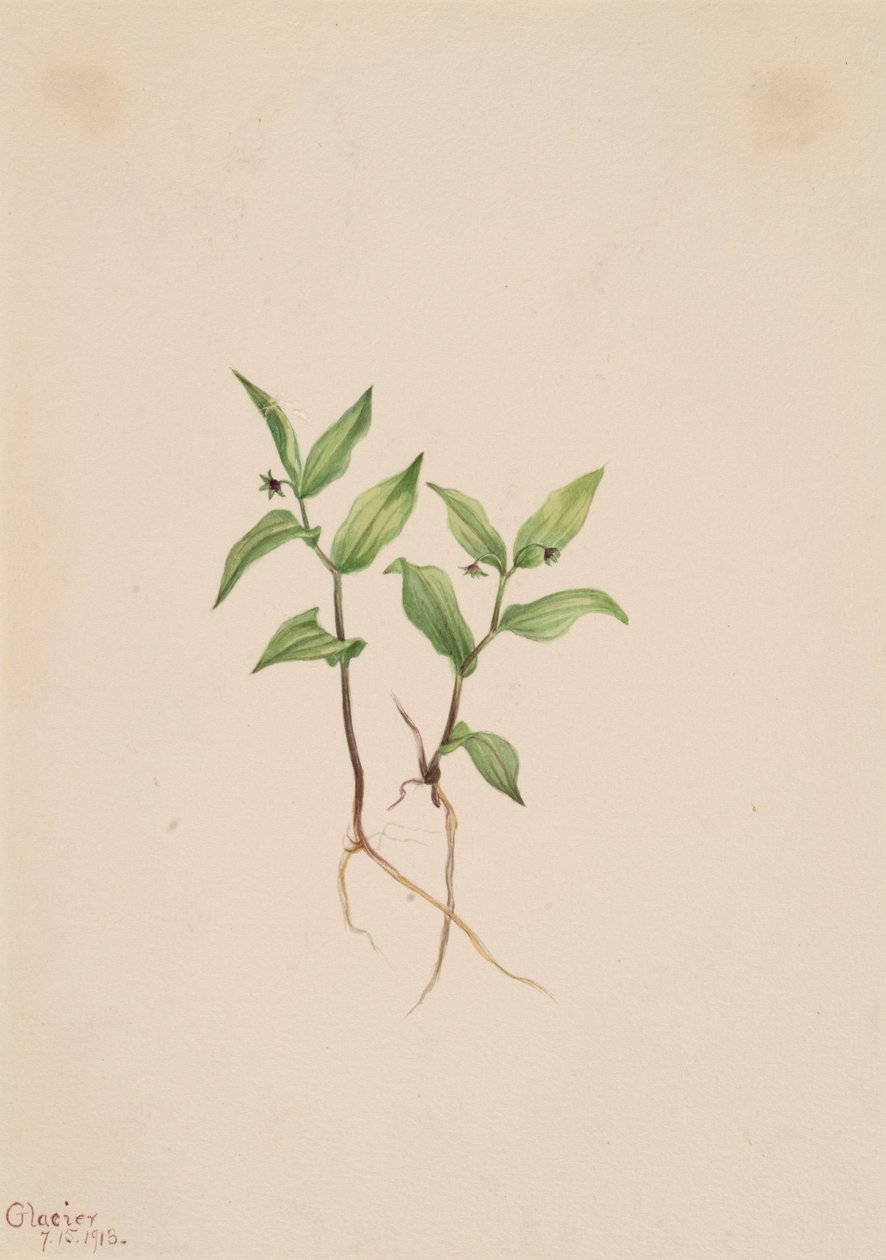 Kruhsea Kruhsea streptopoides, 1913. 作者 玛丽·沃克斯·沃尔科特
