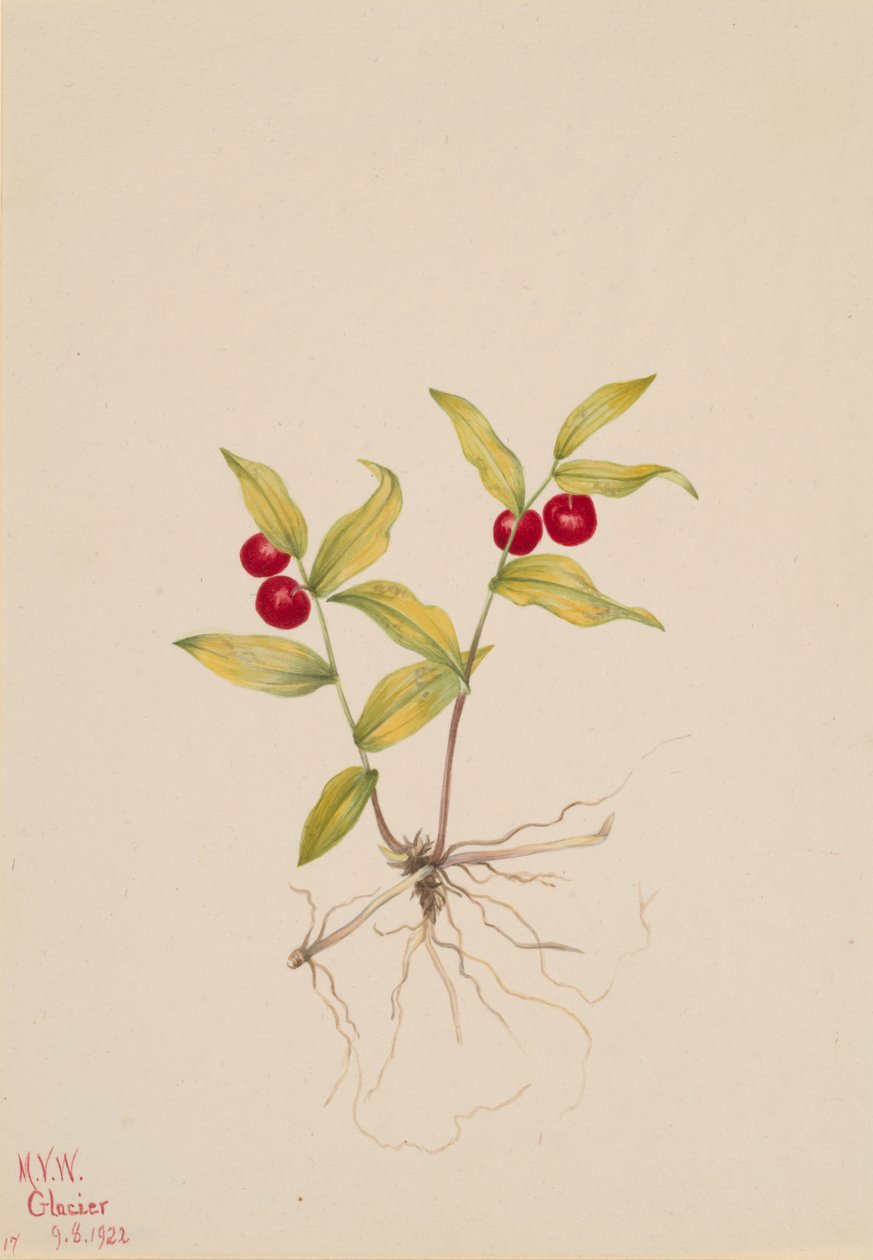 Kruhsea Kruhsea streptopoides, 1922. 作者 玛丽·沃克斯·沃尔科特