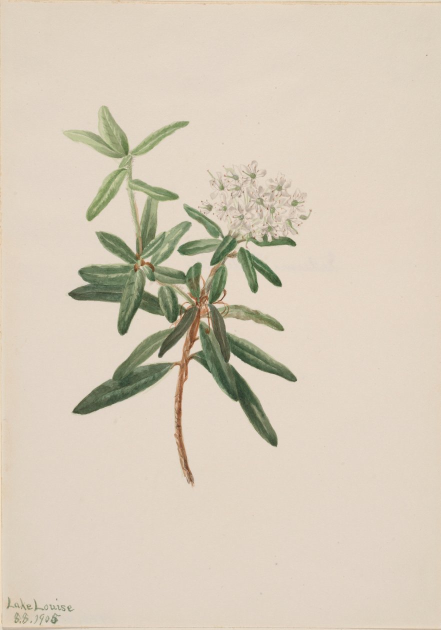 拉布拉多茶（Ledum groenlandicum） 作者 玛丽·沃克斯·沃尔科特