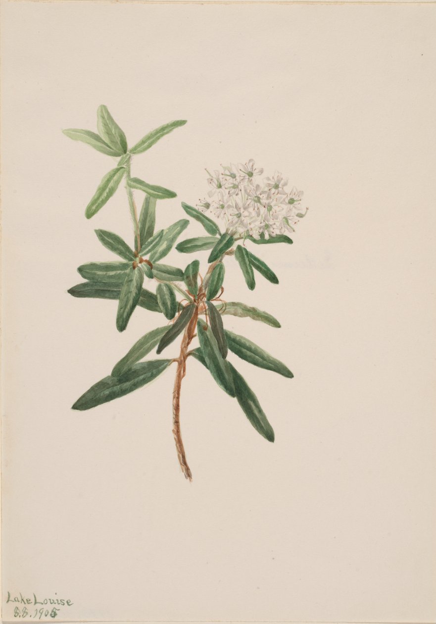 拉布拉多茶 Ledum groenlandicum, 1905. 作者 玛丽·沃克斯·沃尔科特