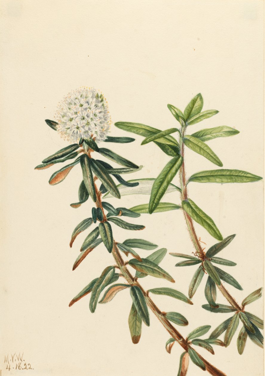 拉布拉多茶Ledum groenlandicum，1922。 作者 玛丽·沃克斯·沃尔科特