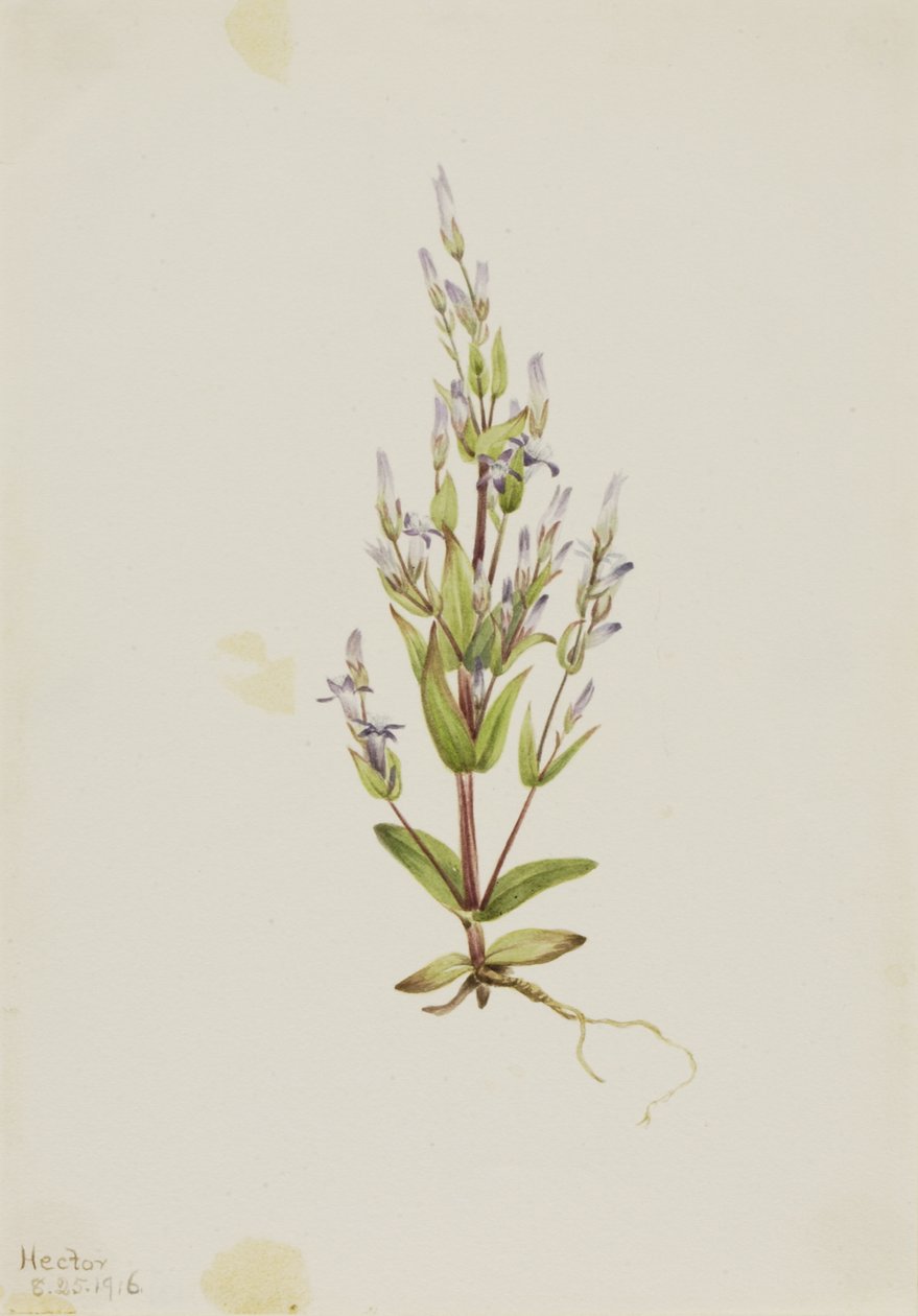 梯状龙胆 Gentiana acuta, 1916. 作者 玛丽·沃克斯·沃尔科特