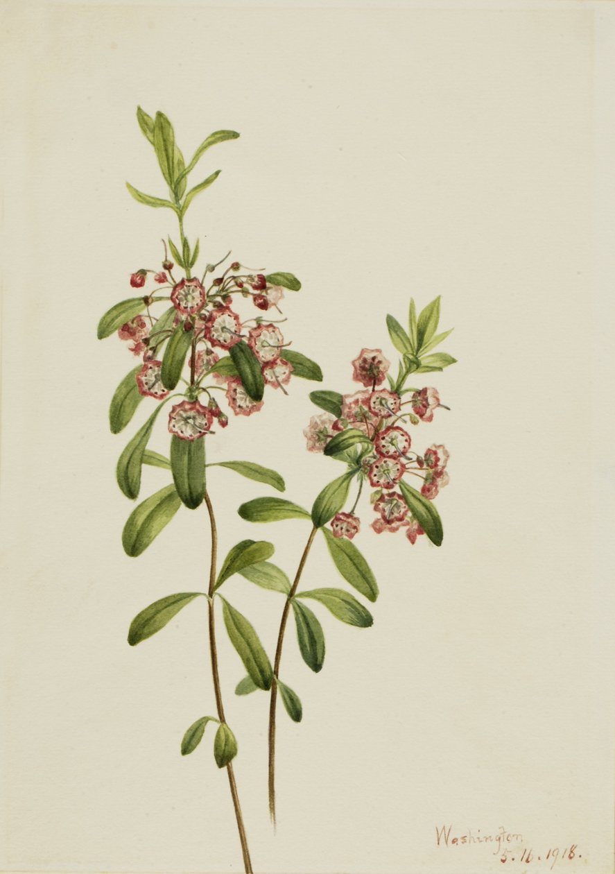 羊草（Kalmia angustifolia） 作者 玛丽·沃克斯·沃尔科特