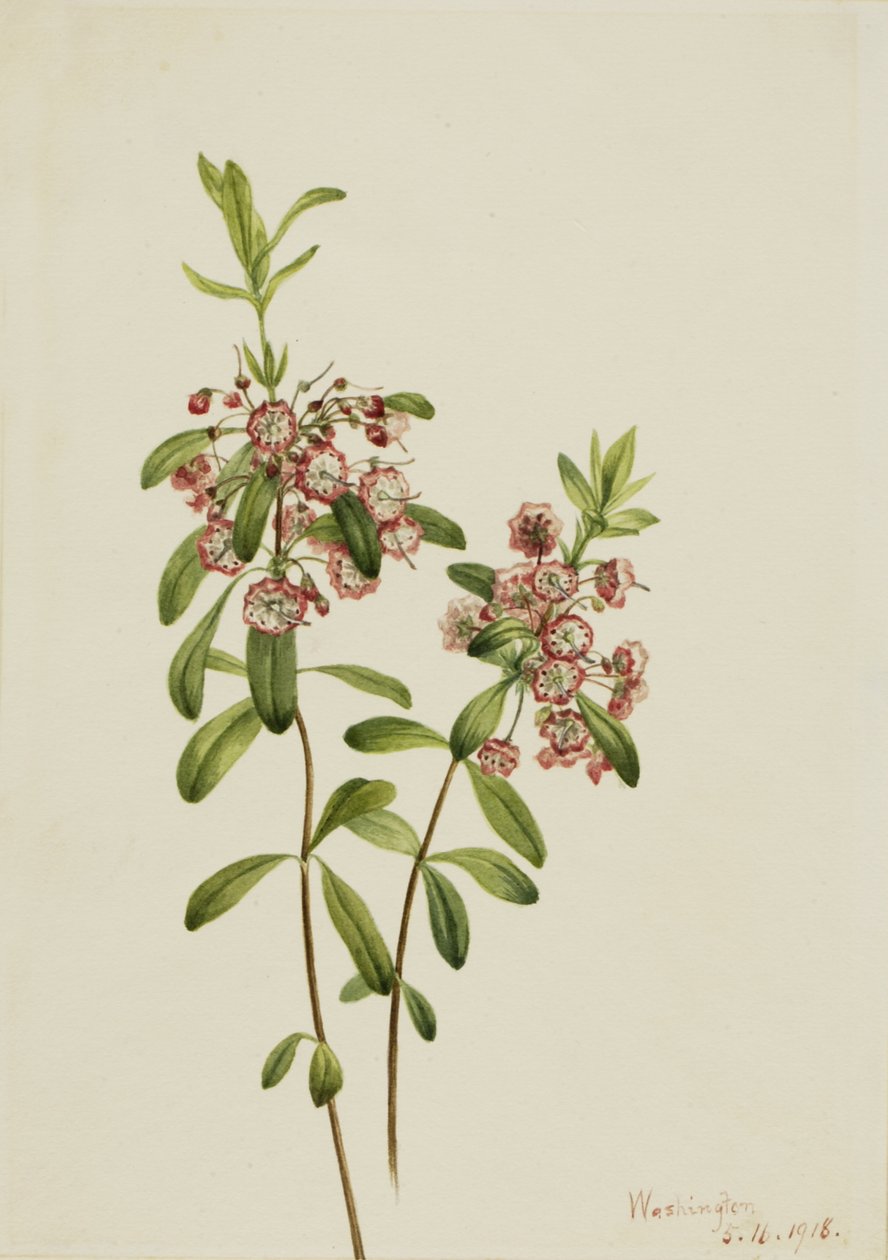 Lambkill Kalmia angustifolia, 1918. 作者 玛丽·沃克斯·沃尔科特