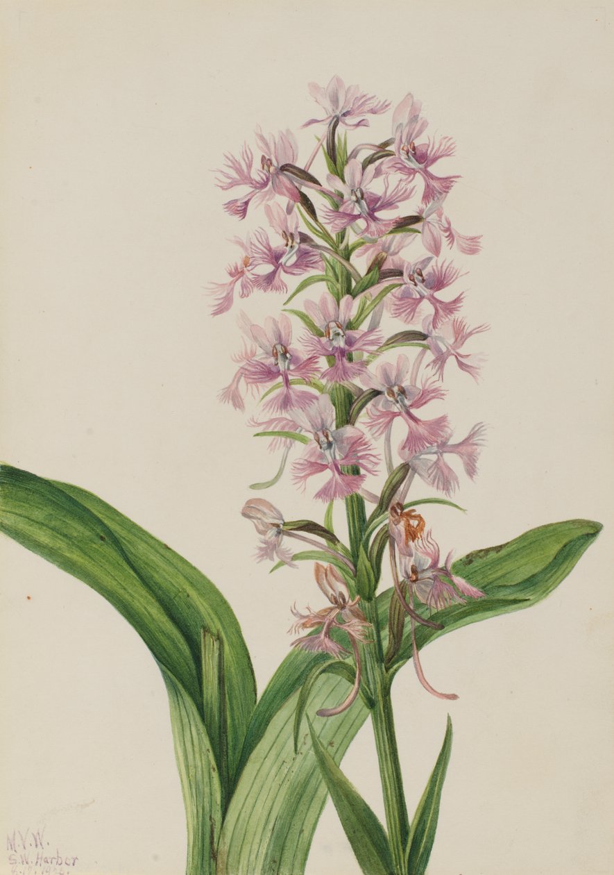 大紫穗兰 Habenaria grandiflora, 1926. 作者 玛丽·沃克斯·沃尔科特