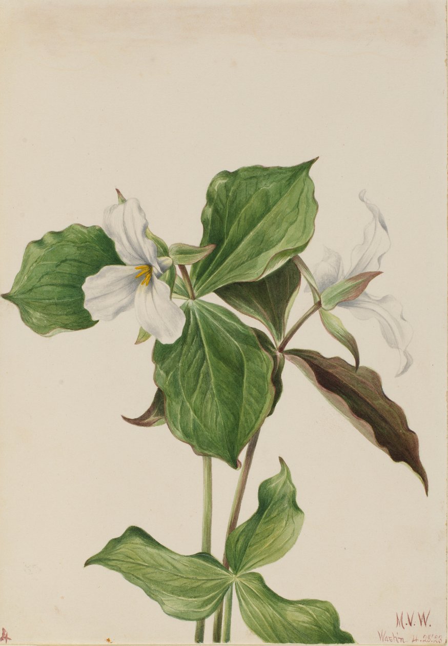 大白三叶草（Trillium grandiflorum） 作者 玛丽·沃克斯·沃尔科特