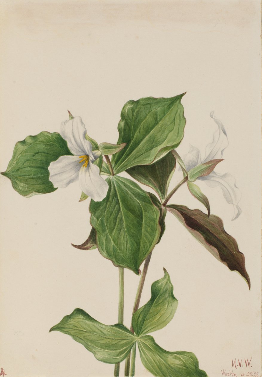 大的白色的Trillium Trillium grandiflorum，1923年。 作者 玛丽·沃克斯·沃尔科特
