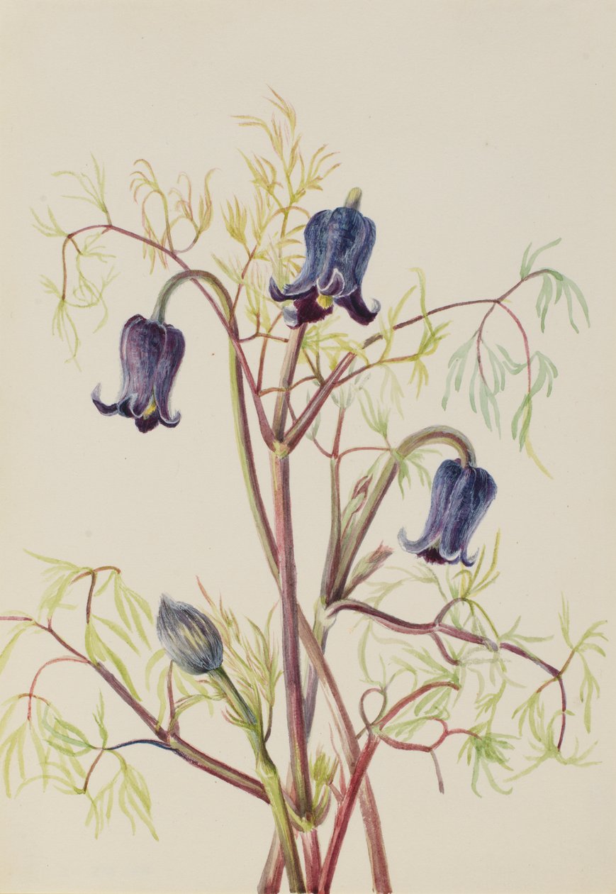 皮革花（Clematis hirsutissima） 作者 玛丽·沃克斯·沃尔科特