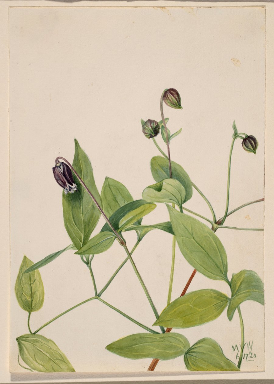 皮革花（Clematis viorna） 作者 玛丽·沃克斯·沃尔科特