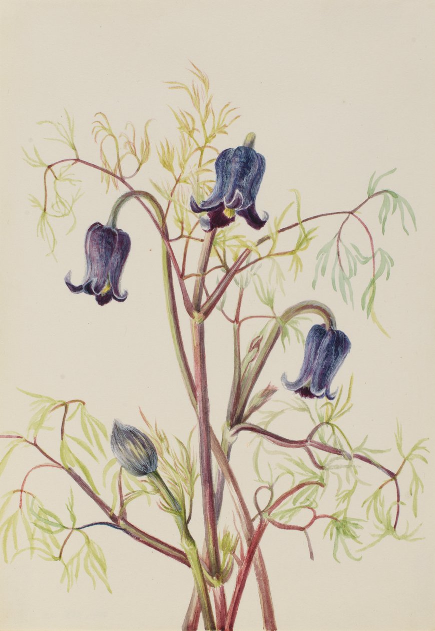 皮革花 Clematis hirsutissima, 约1930年代。 作者 玛丽·沃克斯·沃尔科特