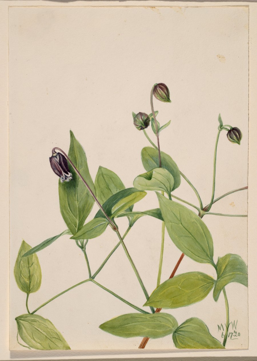皮革花 Clematis viorna, 1920. 作者 玛丽·沃克斯·沃尔科特